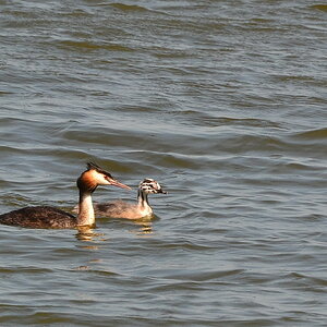 2013 08 24 Steinuder Meer (839)