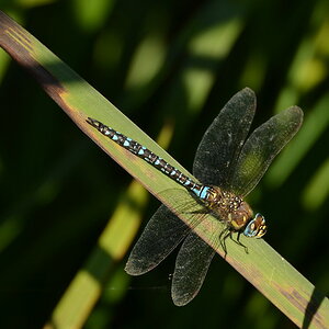 2013 09 05 Steinhuder Meer (1093)