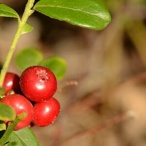 2013 09 05 Steinhuder Meer (1125)