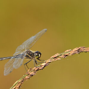 2013 09 05 Steinhuder Meer (1174)