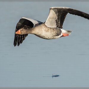 20140314 3550 [NIKON D4] 850 mm,1 1600 Sek. bei ƒ   8,0
