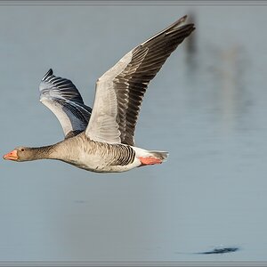 20140314 3554 [NIKON D4] 850 mm,1 1600 Sek. bei ƒ   8,0