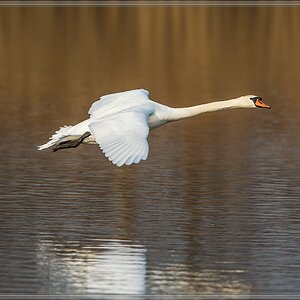 20140314 3592 [NIKON D4] 850 mm,1 1250 Sek. bei ƒ   8,0