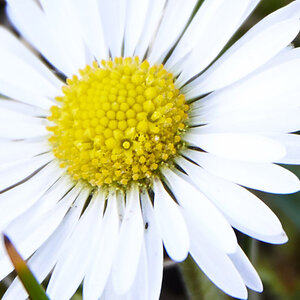 Blume