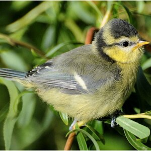Papa!Mama!Ich kann fliegen!