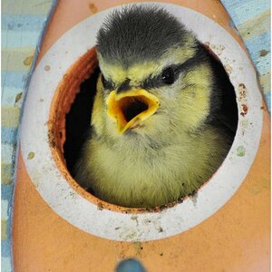 Was guckst du