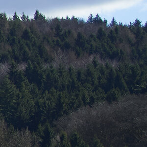 Wald rechte Ecke