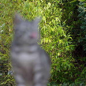 katze unscharf