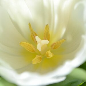 Tulpe