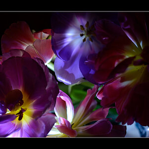 Tulpe PZ16520