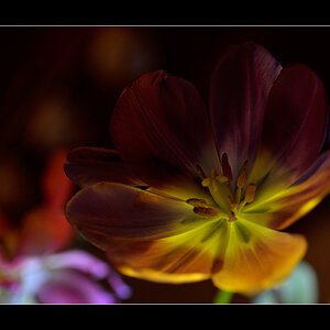 Tulpe PZ16543