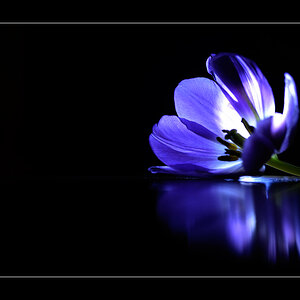 Tulpe PZ16562
