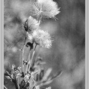 Distel Samenstand