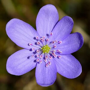 Frühlingsblüten2