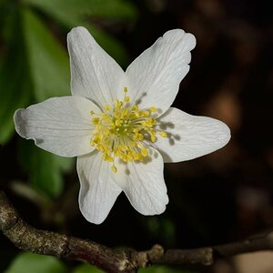Frühlingsblüten