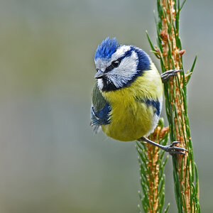 DSC 7908 Blaumeise 1000