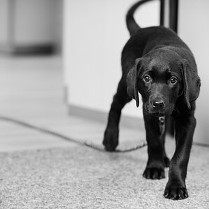 20140212 Hund