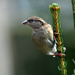 DSC 7889 Spatz 1000 1