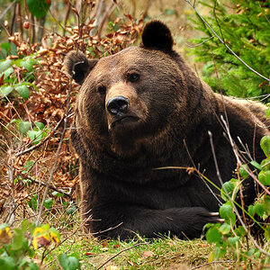 DSC 7179 Braunbär 1000