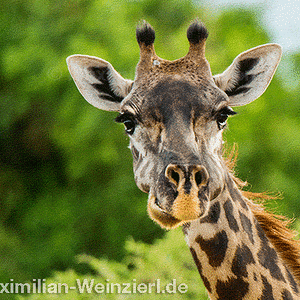 ©MaximilianWeinzierlGiraffe