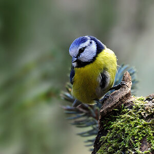 DSC 7740 Blaumeise 1000 O81a