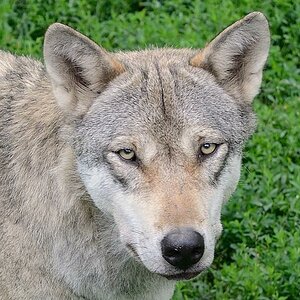 Wolf