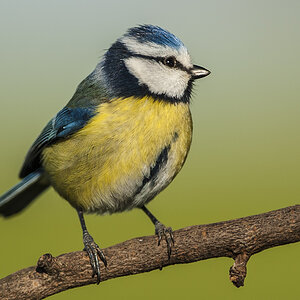 blaumeise 05