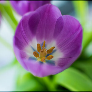 Blume