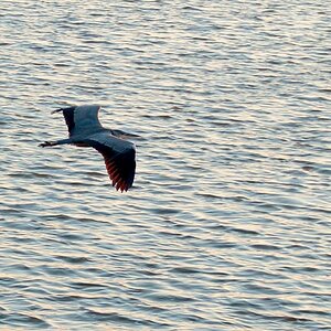 2013 10 02 Steinhuder Meer (1302)