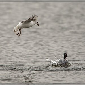 20140316 3964 [NIKON D4] 850 mm,1 500 Sek. bei ƒ   5,6