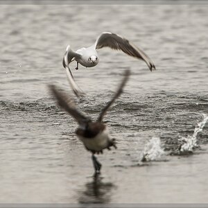 20140316 3967 [NIKON D4] 850 mm,1 500 Sek. bei ƒ   5,6