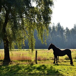 2013 10 02 Steinhuder Meer (1454)