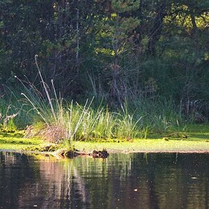 2013 10 02 Steinhuder Meer (1534)