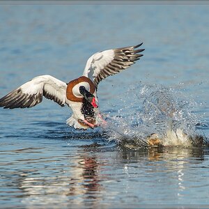 20140309 3444 [NIKON D4] 1000 mm,1 2000 Sek. bei ƒ   7,1