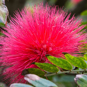 Calliandra, Botanischer Garten, Tenerife