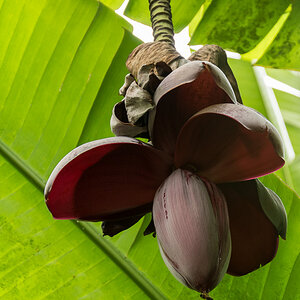 Bananenblüte auf Tenerife