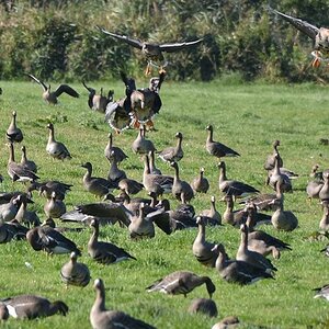 2013 10 02 Steinhuder Meer (1617)