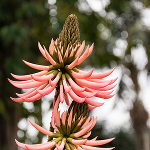 Botanischer Garten, Tenerife