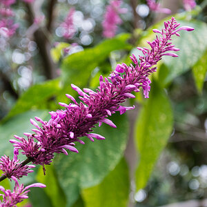 Botanischer Garten, Tenerife