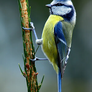 DSC 7891 Blaumeise 700h