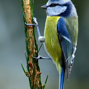 DSC 7893 Blaumeise 700h