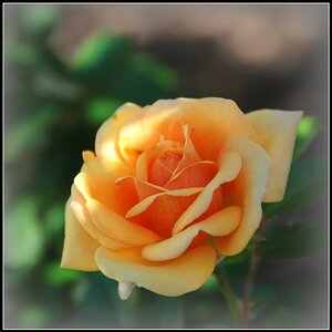 Diese Rose stammt vom Garten