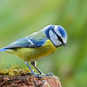 DSC 7882 Blaumeise 1000 2
