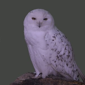 Schneeeule
