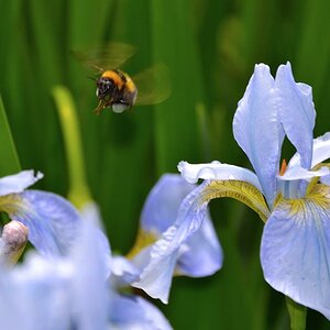Bienen und Blüten