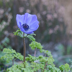 721024blumen