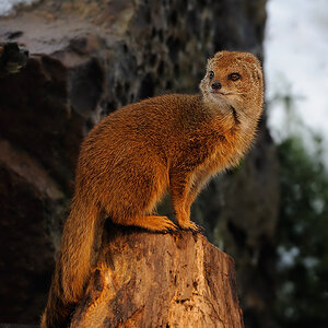 Fuchsmanguste
Tiergarten Nürnberg