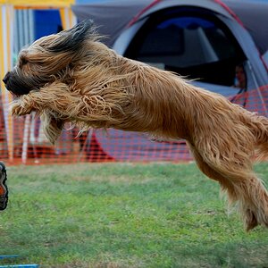 ein Briard im Agility - beim Sprung