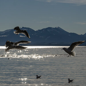 20140215 DSC2156 vier Möven im Gegenlicht