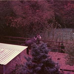 Bambi web